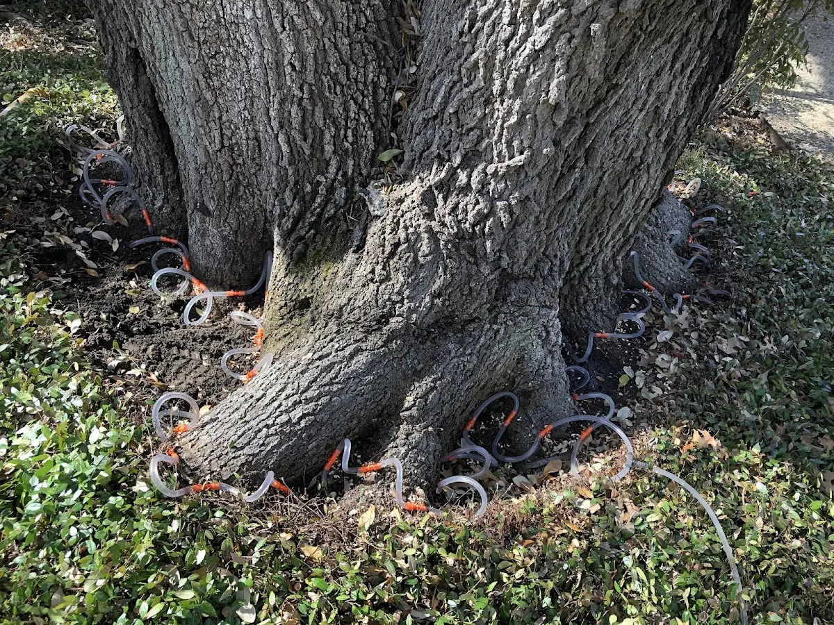 Detailed Tree Cabling and Bracing job site in Westgate