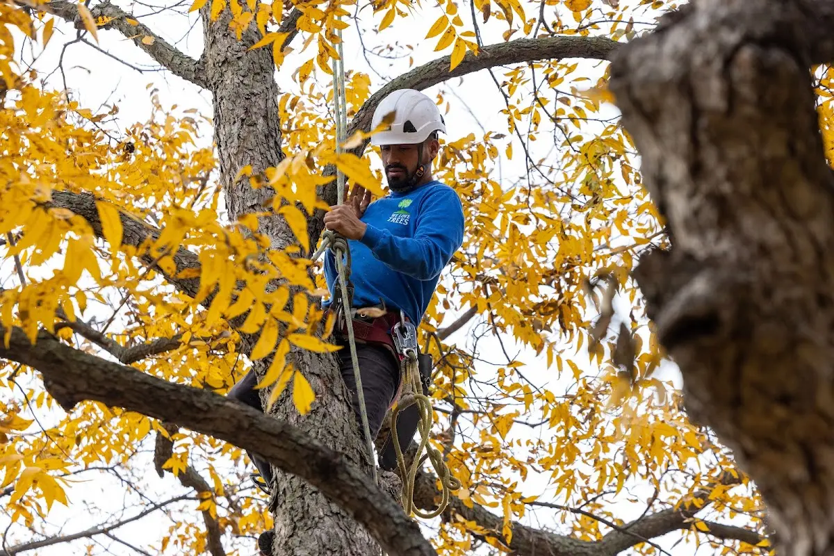 Skilled Tree Transplanting crew working in Westgate